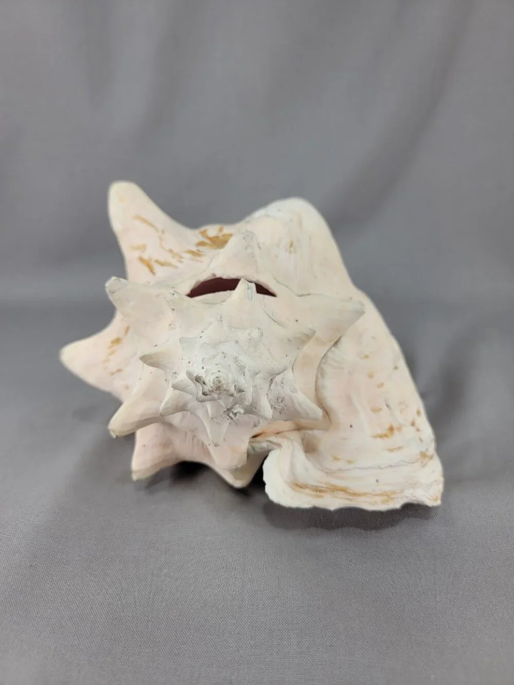 Vtg Natural Conch Seashell Shell Beach Nautical Home Decor Weathered Etched